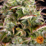 WATERMELON ZKITTLEZ AUTO - Image 5