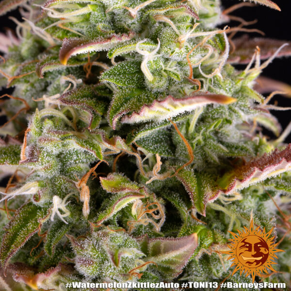WATERMELON ZKITTLEZ AUTO - Image 5