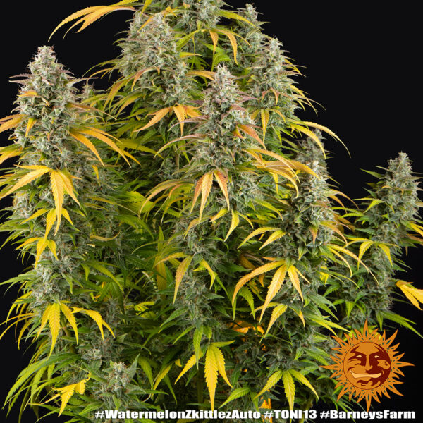 WATERMELON ZKITTLEZ AUTO - Image 6