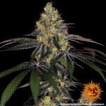 A lush, majestic, and beautiful cannabis plant full of buds, grown from Watermelon Zkittlez seeds cultivated by Barney's Farm Company.