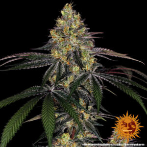 A lush, majestic, and beautiful cannabis plant full of buds, grown from Watermelon Zkittlez seeds cultivated by Barney's Farm Company.