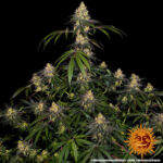 WATERMELON ZKITTLEZ - Image 2