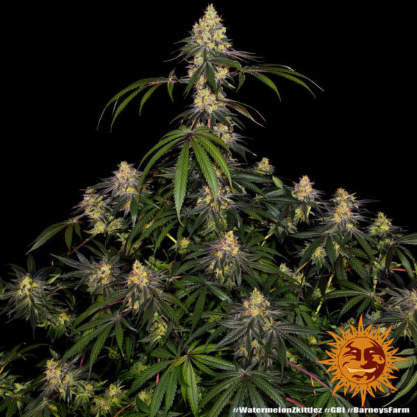 WATERMELON ZKITTLEZ - Image 2