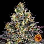WATERMELON ZKITTLEZ - Image 3