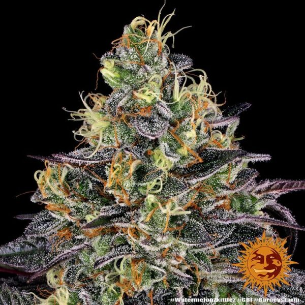 WATERMELON ZKITTLEZ - Image 3