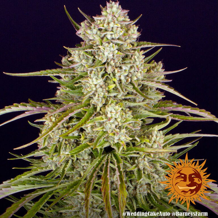 A lush, majestic, and beautiful cannabis plant full of buds, grown from Wedding Cake Auto seeds cultivated by Barney's Farm Company.