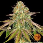 A lush, majestic, and beautiful cannabis plant full of buds, grown from Wedding Cake seeds cultivated by Barney's Farm Company.