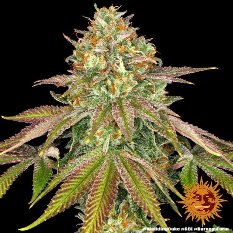 A lush, majestic, and beautiful cannabis plant full of buds, grown from Wedding Cake seeds cultivated by Barney's Farm Company.