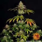 WEDDING CAKE - Image 5