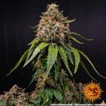 A cannabis plant grown from White Widow XXL seeds by Barney's Farm Company.