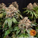 WHITE WIDOW XXL - Image 2