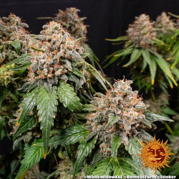 WHITE WIDOW XXL - Image 2