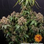 WHITE WIDOW XXL - Image 3