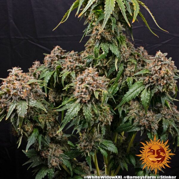 WHITE WIDOW XXL - Image 3