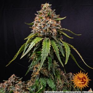 A cannabis plant grown from White Widow XXL seeds by Barney's Farm Company.