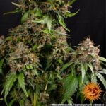 A very big cannabis plant with fat buds grown from White Widow XXL seeds by Barney's Farm Company.