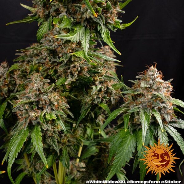 A very big cannabis plant with fat buds grown from White Widow XXL seeds by Barney's Farm Company.
