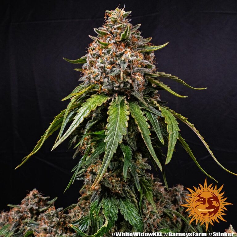 A cannabis plant grown from White Widow XXL seeds by Barney's Farm Company.