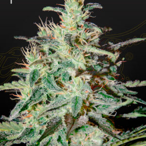 a cannanis plant grown from White Lemon seeds by GH