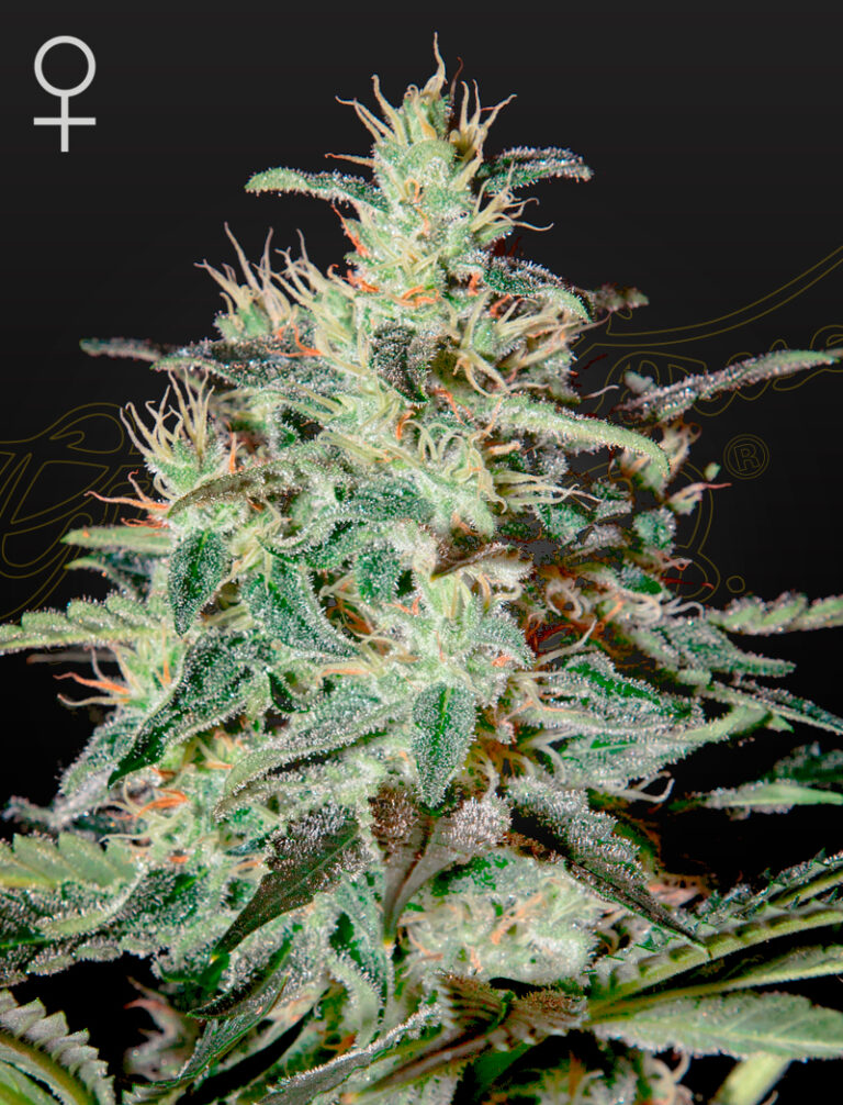 a cannanis plant grown from White Lemon seeds by GH