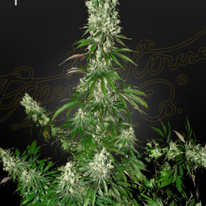 a cannabis plant grown from White Strawberry Skunk seeds by green house