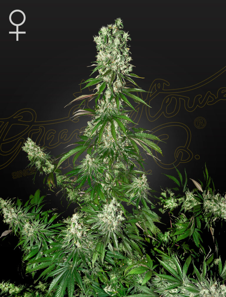a cannabis plant grown from White Strawberry Skunk seeds by green house