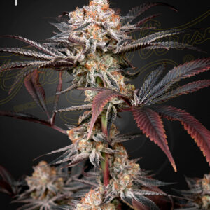 a cannabis plant grown by Wonder Pie seeds by green house