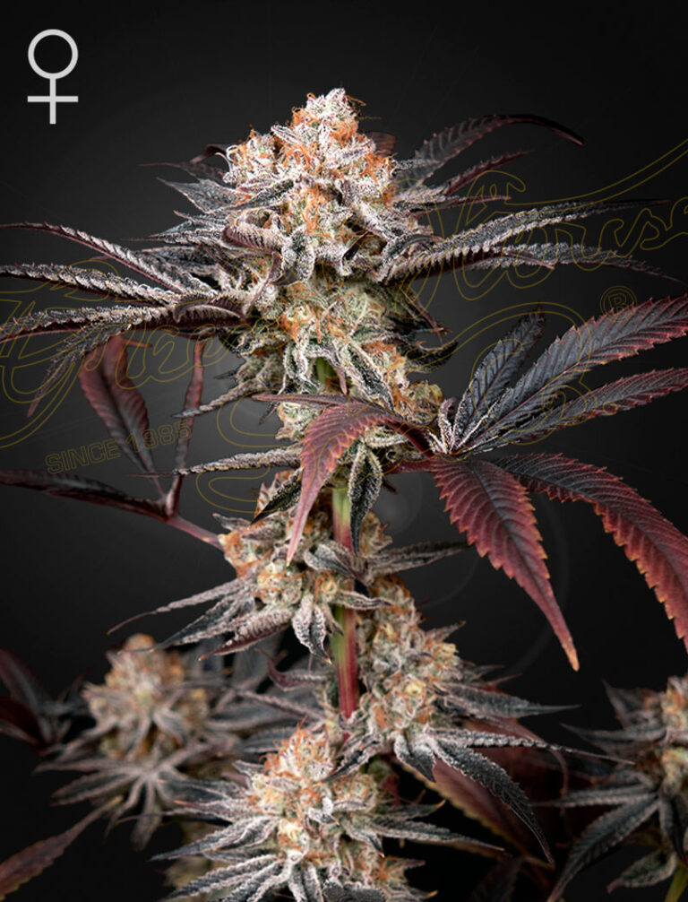 a cannabis plant grown by Wonder Pie seeds by green house