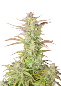 Z-Up Auto cannabis plant displaying dense, resin-coated buds with bright orange pistils against a backdrop of lush green foliage, embodying its vibrant citrus aroma and potent effects.