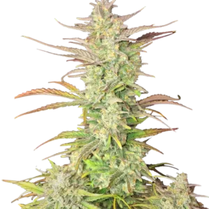 Z-Up Auto cannabis plant displaying dense, resin-coated buds with bright orange pistils against a backdrop of lush green foliage, embodying its vibrant citrus aroma and potent effects.