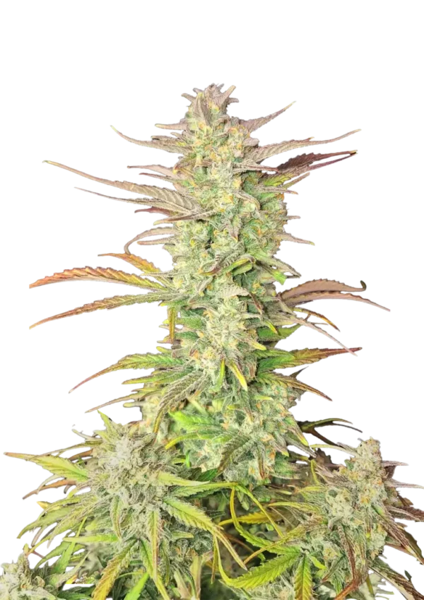 Z-Up Auto cannabis plant displaying dense, resin-coated buds with bright orange pistils against a backdrop of lush green foliage, embodying its vibrant citrus aroma and potent effects.