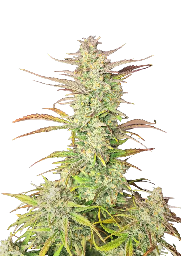 Z-Up Auto cannabis plant displaying dense, resin-coated buds with bright orange pistils against a backdrop of lush green foliage, embodying its vibrant citrus aroma and potent effects.