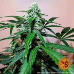 ZKITTLEZ OG AUTO - Image 2