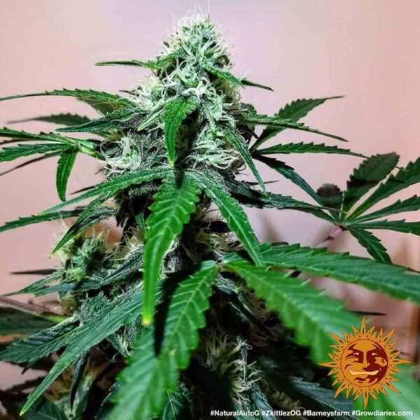 ZKITTLEZ OG AUTO - Image 2