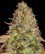 A cannabis plant grown from Zkittlez OG Auto seeds by Barney's Farm, showcasing dense, trichome-rich buds with vibrant green hues and a compact structure