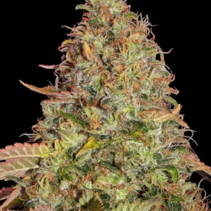 A cannabis plant grown from Zkittlez OG Auto seeds by Barney's Farm, showcasing dense, trichome-rich buds with vibrant green hues and a compact structure