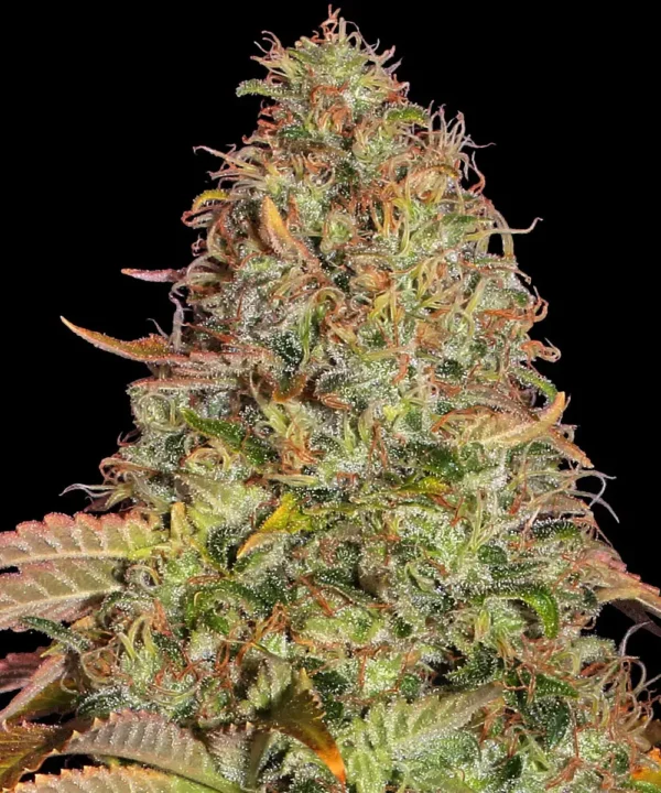 A cannabis plant grown from Zkittlez OG Auto seeds by Barney's Farm, showcasing dense, trichome-rich buds with vibrant green hues and a compact structure