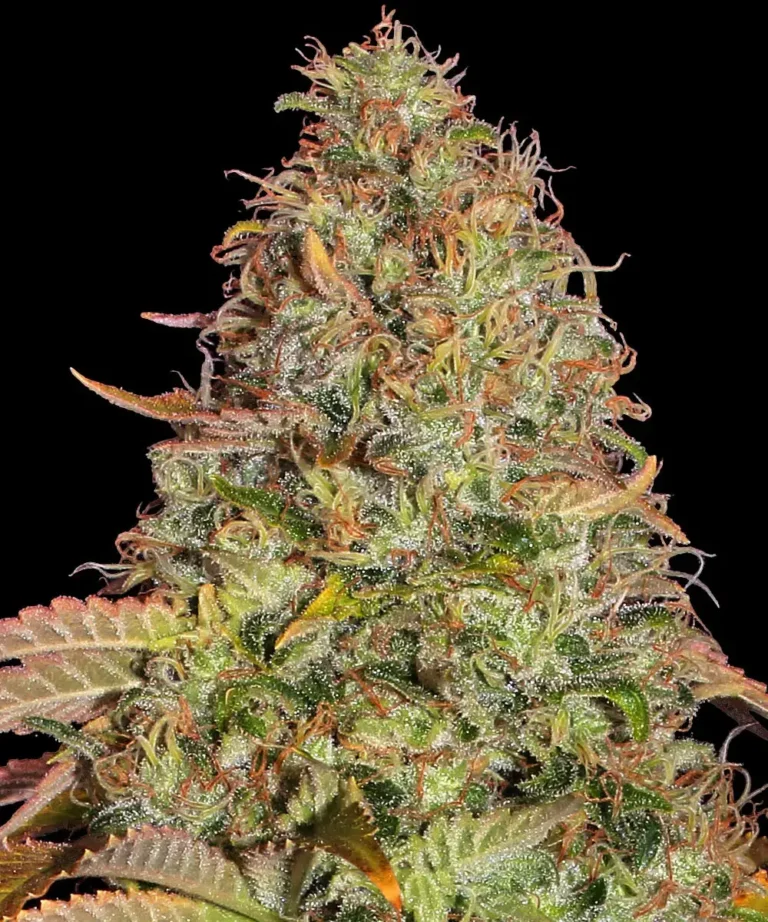 A cannabis plant grown from Zkittlez OG Auto seeds by Barney's Farm, showcasing dense, trichome-rich buds with vibrant green hues and a compact structure