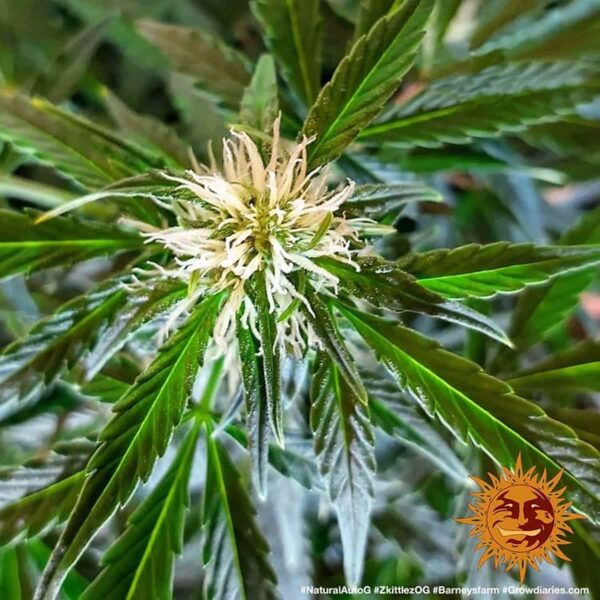 ZKITTLEZ OG AUTO - Image 3