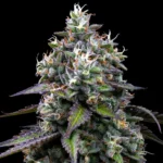 A cannabis plant grown from Zoap seeds by Barney's Farm, showcasing dense, resin-rich buds with a thick trichome coating.