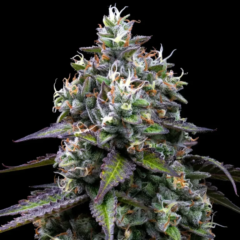 A cannabis plant grown from Zoap seeds by Barney's Farm, showcasing dense, resin-rich buds with a thick trichome coating.