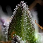 ZOAP - Image 3