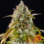 PINEAPPLE EXPRESS AUTO - Image 2