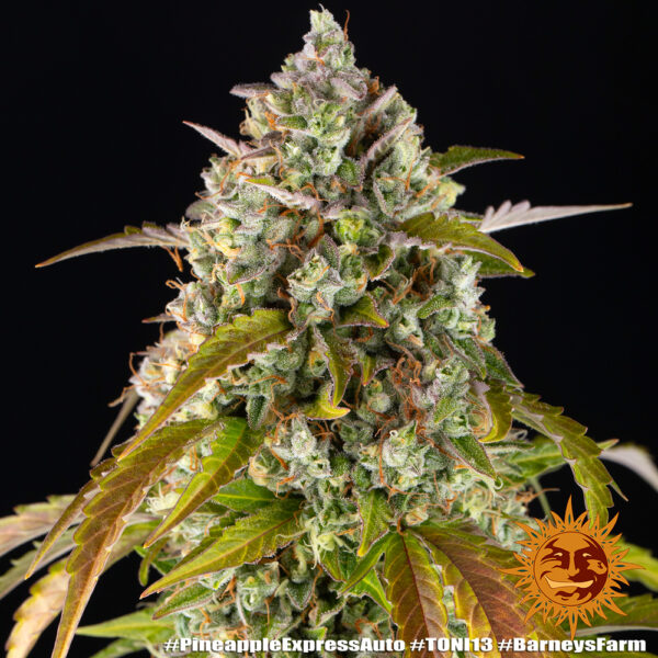 PINEAPPLE EXPRESS AUTO - Image 2