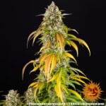 A cannabis plant grown from Pineapple Express Auto seeds by Barney's Farm, showcasing dense, trichome-rich buds with vibrant green hues and a compact structure.