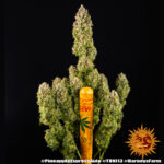 PINEAPPLE EXPRESS AUTO - Image 3