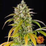 PINEAPPLE EXPRESS AUTO - Image 4