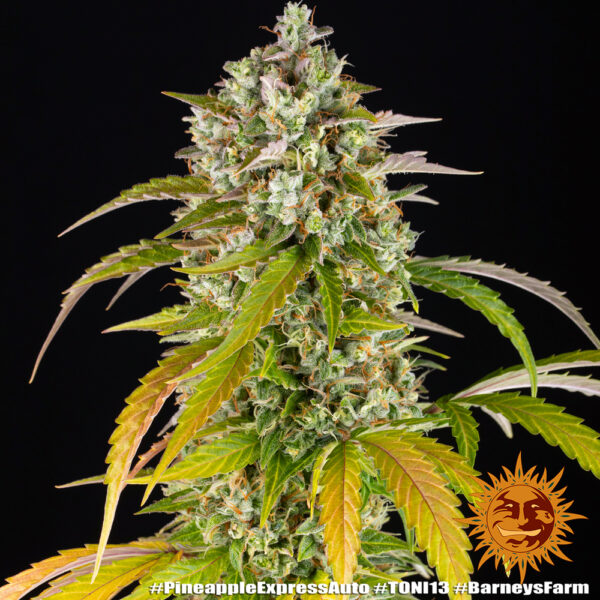 PINEAPPLE EXPRESS AUTO - Image 4