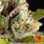 PINEAPPLE EXPRESS AUTO - Image 5