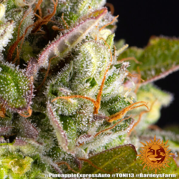 PINEAPPLE EXPRESS AUTO - Image 5
